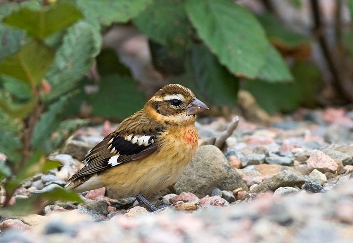 Rose-breasted Grosbeak