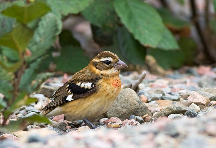 Rose-breasted Grosbeak