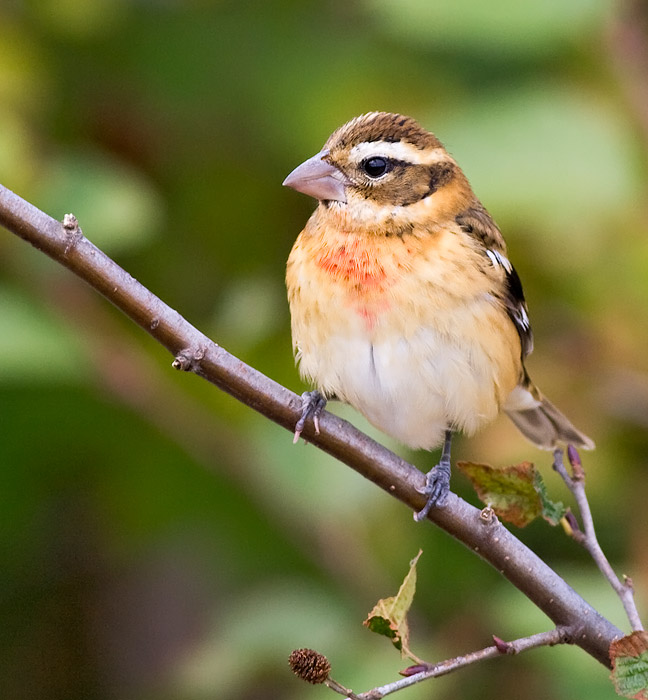 Rose-breasted Grosbeak