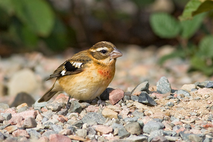Rose-breasted Grosbeak