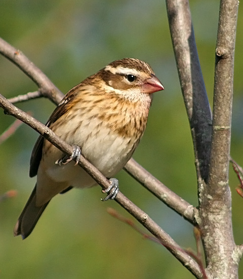 Rose-breasted Grosbeak