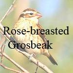 Rose-breasted Grosbeak