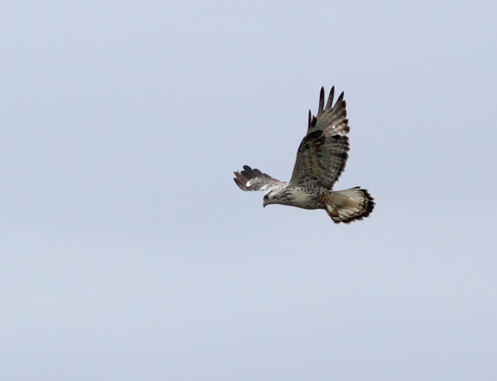 Rough-legged Hawk