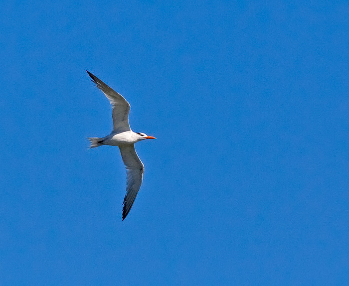 Royal Tern