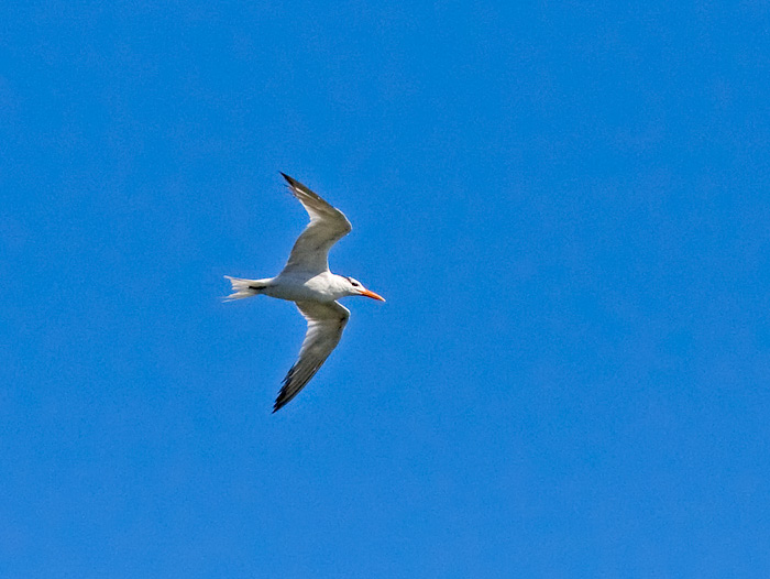 Royal Tern