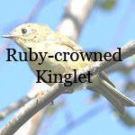 Ruby-crowned Kinglet