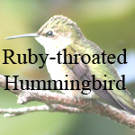 Ruby-throated Hummingbird