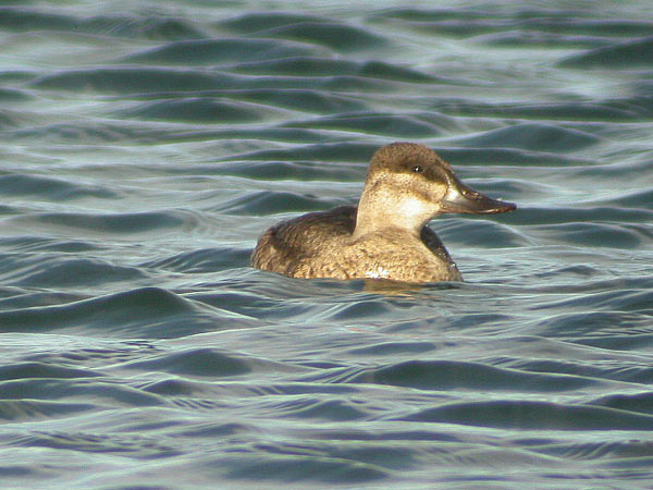 Ruddy Duck