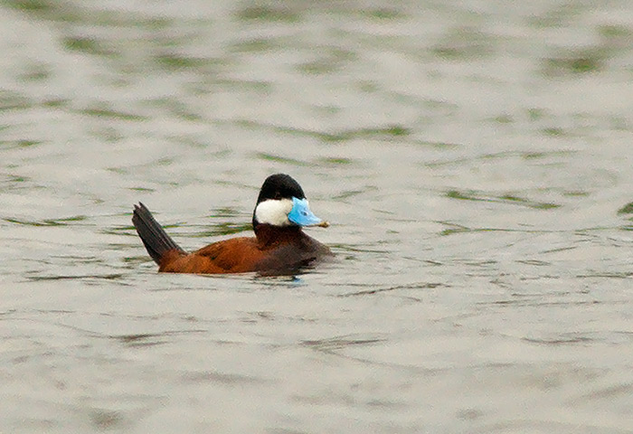 Ruddy Duck