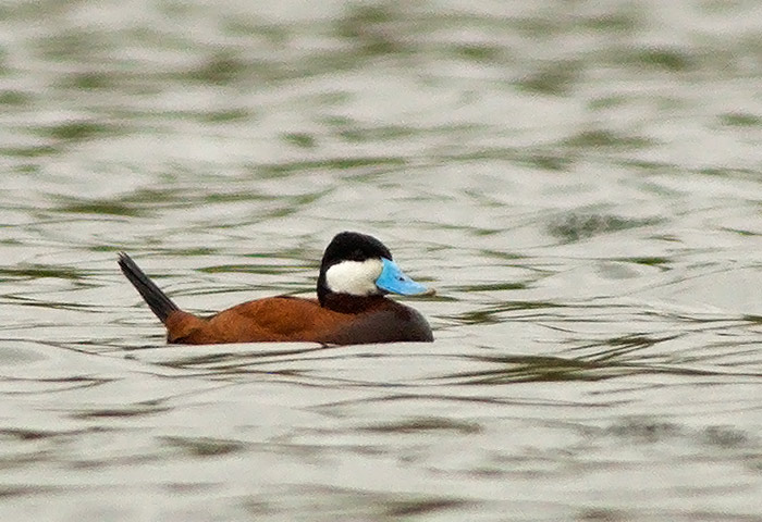 Ruddy Duck