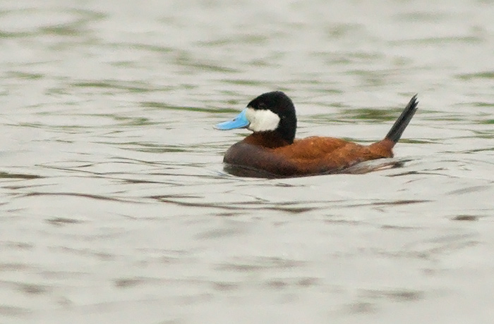 Ruddy Duck