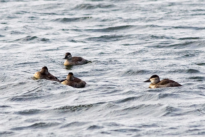 Ruddy Duck