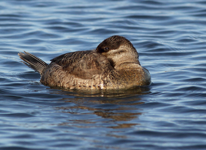 Ruddy Duck