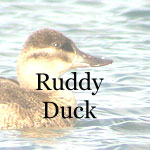 Ruddy Duck