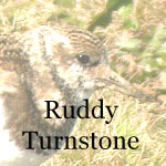 Ruddy Turnstone