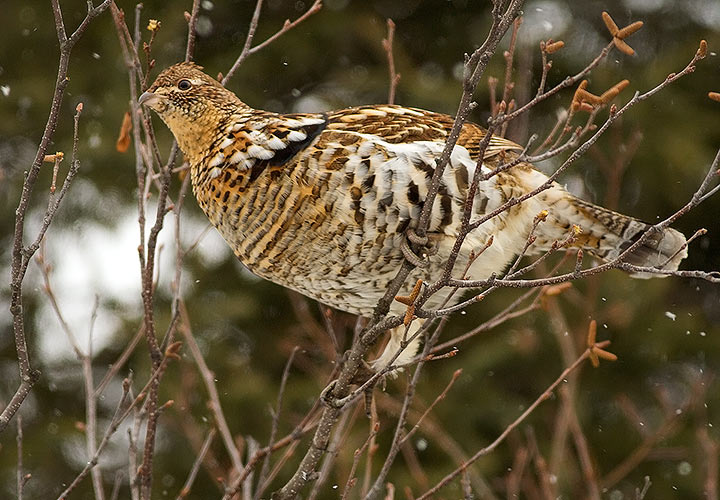 Ruffed Grouse