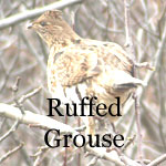 Ruffed Grouse