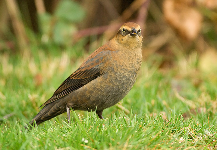 Rusty Blackbird