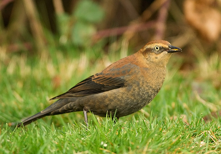 Rusty Blackbird