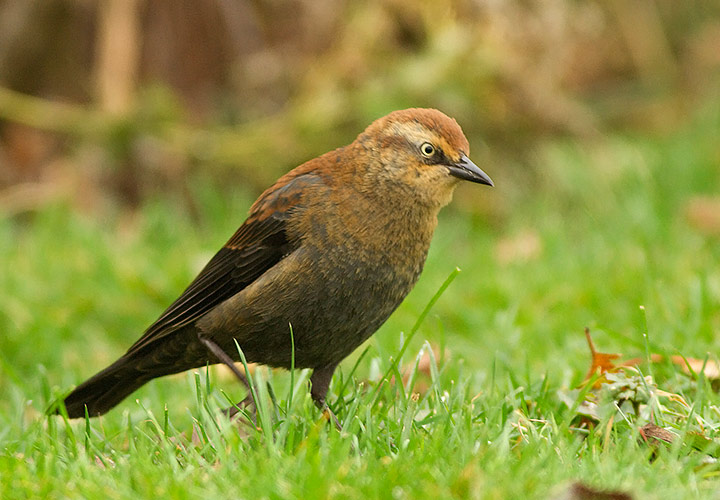 Rusty Blackbird