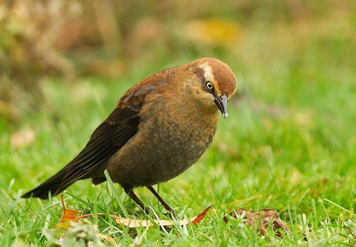 Rusty Blackbird