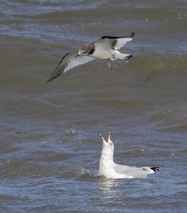 Sabine's Gull
