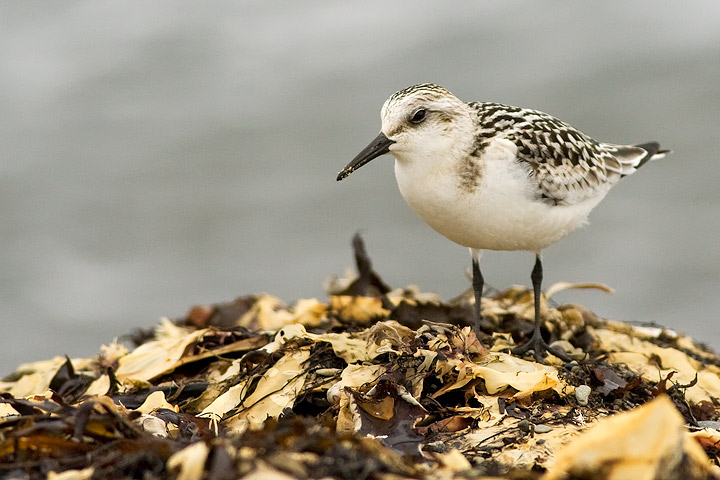 Sanderling