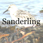 Sanderling