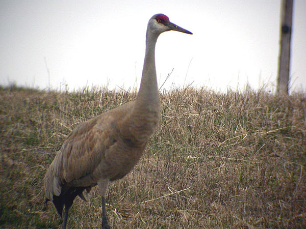 Sandhill Crane