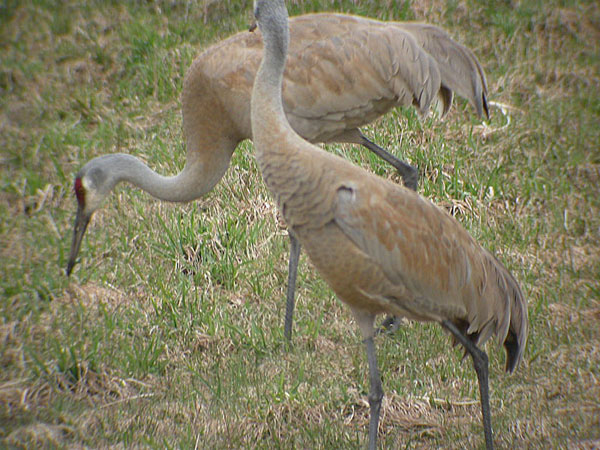 Sandhill Crane
