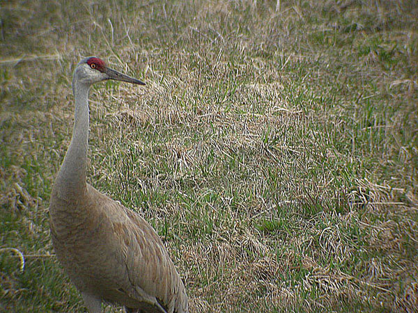 Sandhill Crane