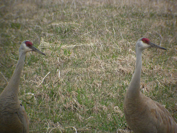 Sandhill Crane