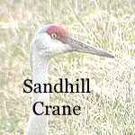 Sandhill Crane