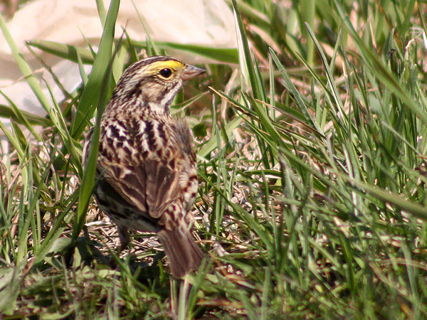 Savannah Sparrow