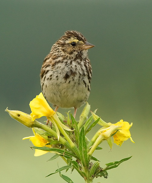 Savannah Sparrow