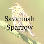 Savannah Sparrow