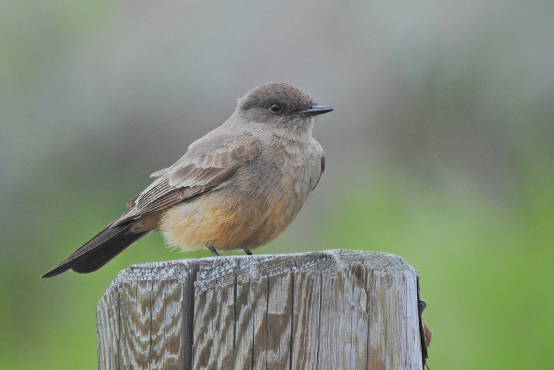 Say's Phoebe