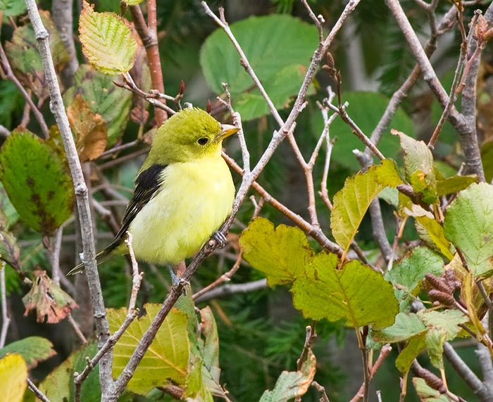 Scarlett Tanager