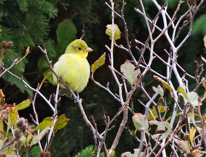 Scarlett Tanager