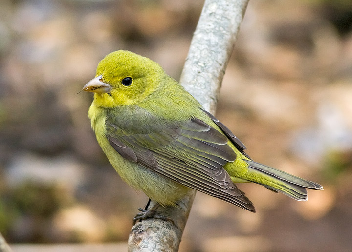 Scarlett Tanager