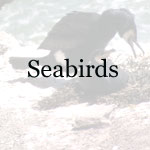 Loons, Grebes, Shearwaters, Pelicans, Cormorants