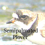 Semipalmated Plover