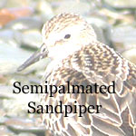 Semipalmated Sandpiper