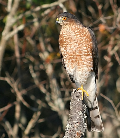 Sharp-shinned Hawk