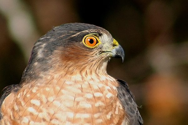 Sharp-shinned Hawk
