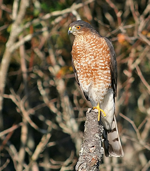 Sharp-shinned Hawk