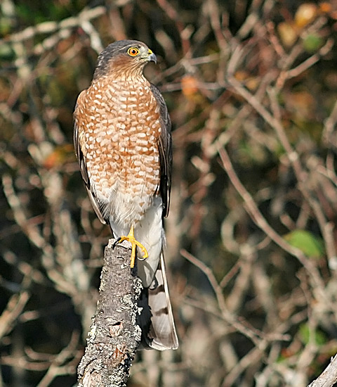 Sharp-shinned Hawk