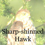 Sharp-shinned Hawk