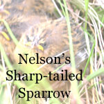 Nelson's Sharp-tailed Sparrow