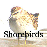 Plovers, Stint, Avocet, Sandpipers, Dowitchers, Phalaropes